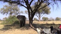 Un éléphant rend une petite visite à des campeurs à Khwai River, Botswana
