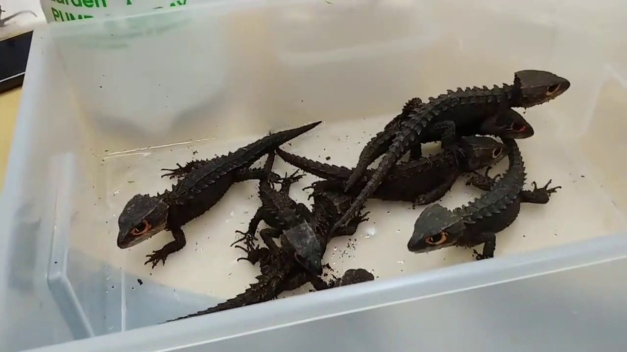 Oui les dragons existent... Enfin presque