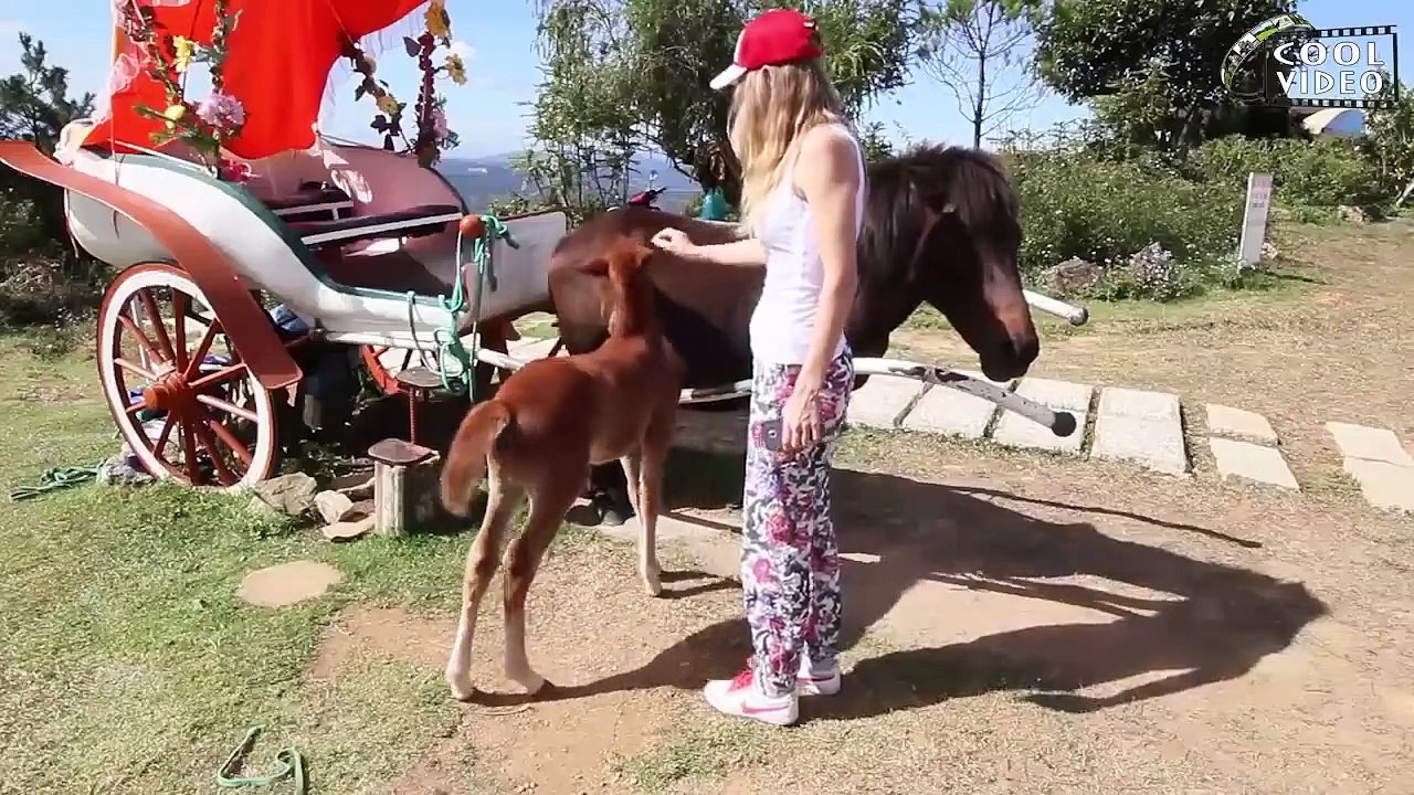 Смешные нападения животных на людей - Funny animal attacks on humans  in 2020
