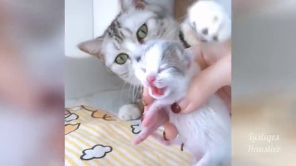 The proof of tenderness and love in animals life  funny videos