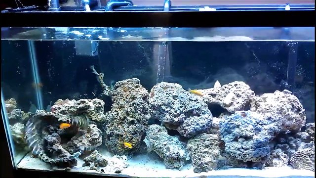 Latest Punjabi Movie 2019 | Tom & Jerry em Português | Brasil | Em casa, mas não sós | Esma Fun games in the pool for kids video