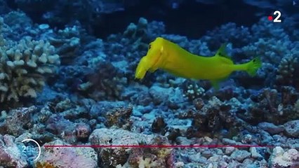 Plongée : une capsule pour vivre quelques jours au milieu des poissons