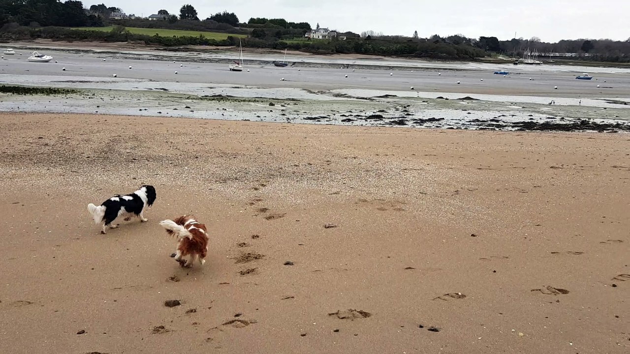 Golmotte et les bernaches