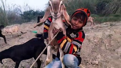 Goat hit the child comedyll Comedy By Goat Farmer ll Animal Gaot hit the child farmer comdey