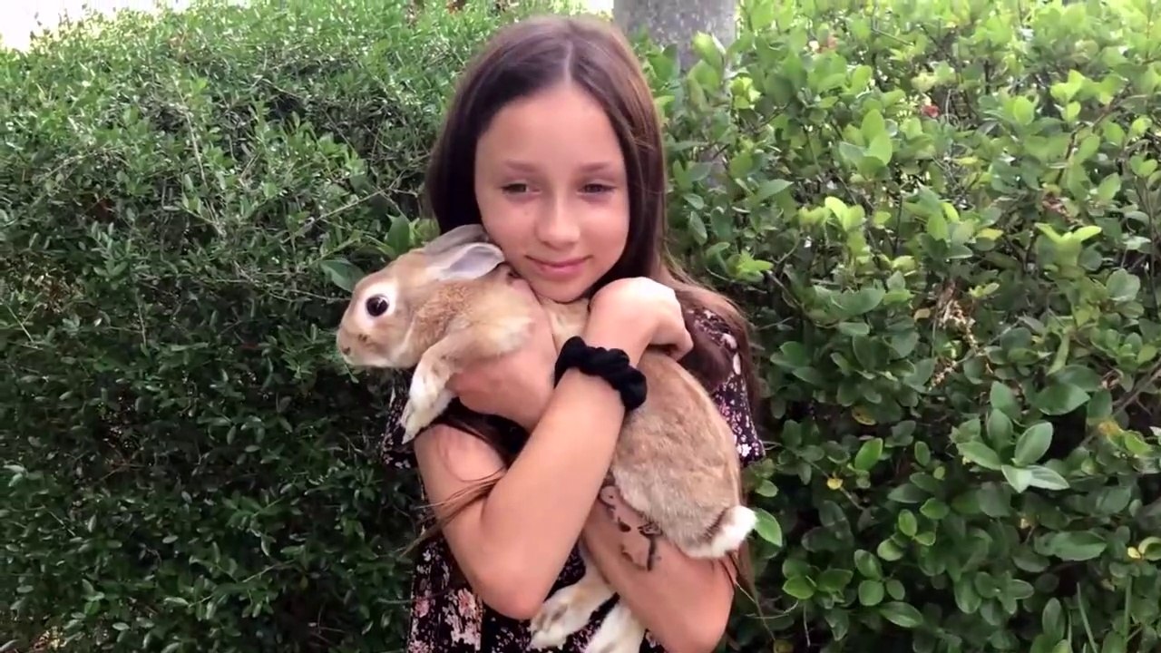 Funny store baby bunnies