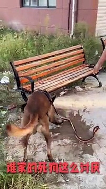 very intelligent dog