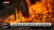Incendies en Australie: Le chiffre terrifiant de plus d'un milliers d'animaux morts dans les flammes avancé désormais par les experts les plus sérieux