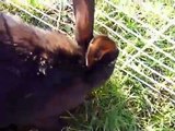 Cute Black Bunny Eating Grass | Animal Videos
