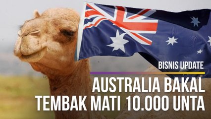 Australia Bakal Tembak Mati 10.000 Unta