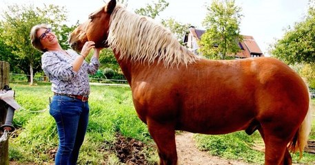 Le cheval Sésame va devoir changer de parcelle car l'odeur de son crottin dérangeait les voisins
