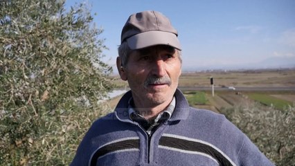 Pemëtaria në Lushnje/ Shtohet kultivimi i ullirit në zonat kodrinore