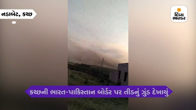 કચ્છ નડાબેટની ભારત-પાકિસ્તાન બોર્ડરની ફેન્સિંગ પર તીડ દેખાયા, ગુજરાતમાં ફરીથી આક્રમણ થવાની શક્યતા