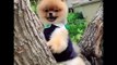 Cute dog Pomeranian cutest ever