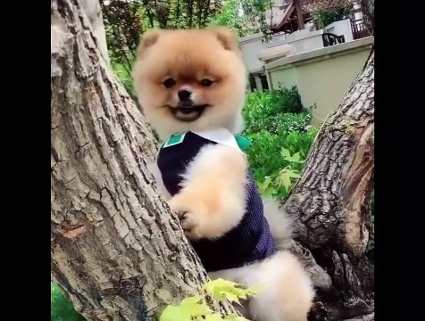 Cute dog Pomeranian cutest ever