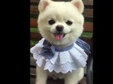 OMG, so cute! dog plays with her ears