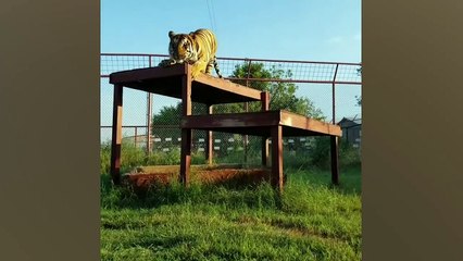 Famous Instagram Pets | Funny Pet Videos