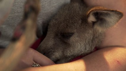 Download Video: Ce refuge en Australie tente de sauver les animaux rescapés des incendies