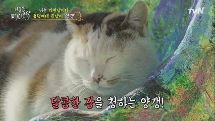 [나는 자연냥이다] 동덕여대 퀸냥이 '양갱'♥