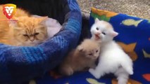 Funny Cats Videos - Mom Cat Taking Care of Kittens- Cute Cat Video
