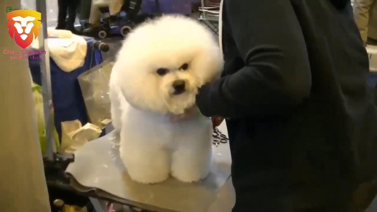 Most Adorable Cute and Fluffy Animals Compilation