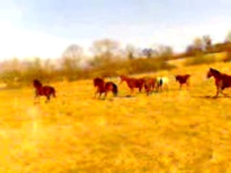 Chevaux de chanfrai