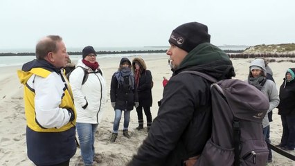 Historic German island is nursery for North Sea seals
