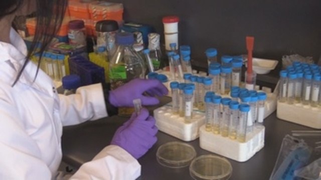 Científicos buscan el mapa molecular de resistencia a los antibióticos en Uruguay