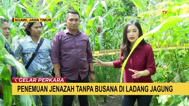 Tega! Penemuan Mayat di Ladang Jagung, Ngawi, Jawa Timur
