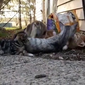 Ce canard vient dormir avec ses amis... les chats