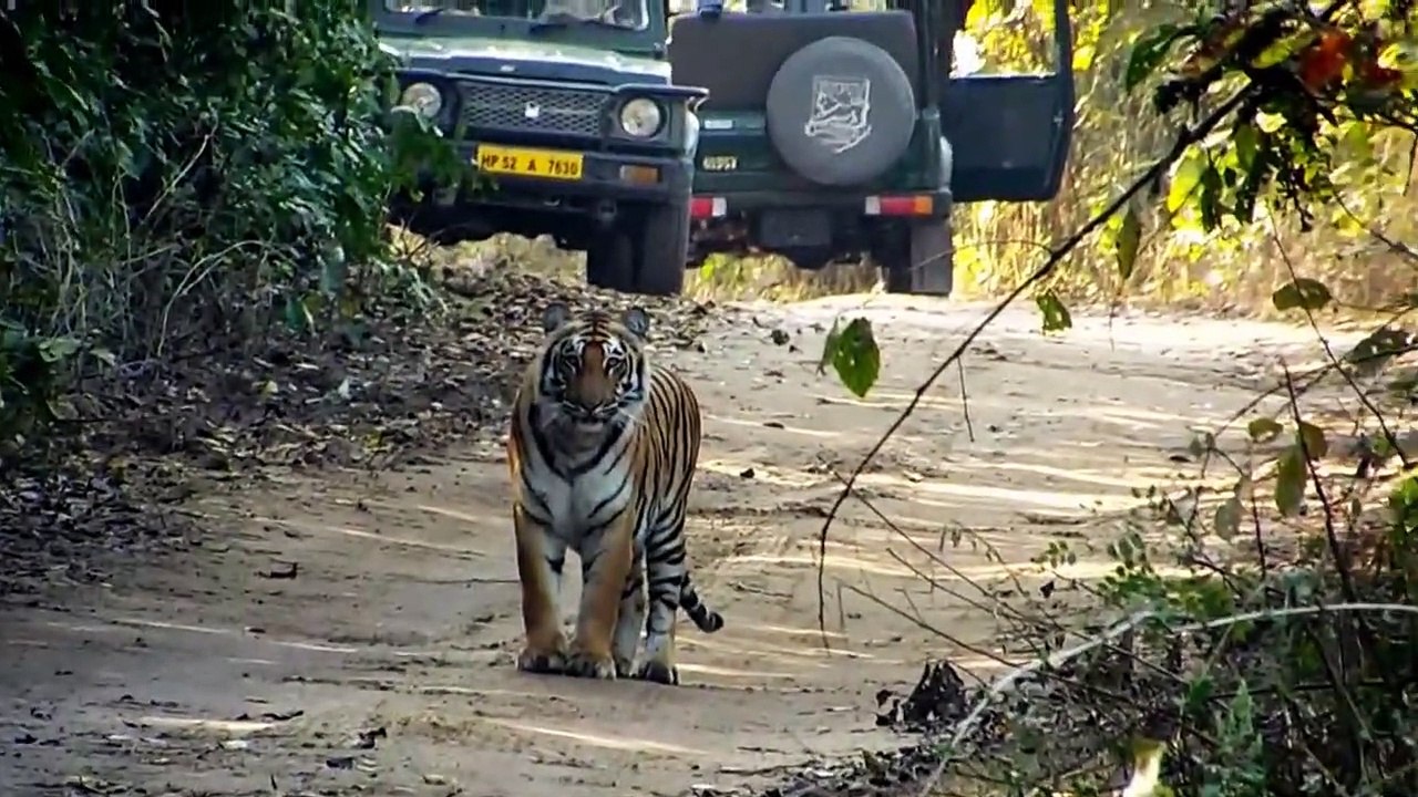 Les images incroyables d'un tigre filmé en pleine chasse