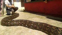 Le python qu'il manipule est le plus gros du monde