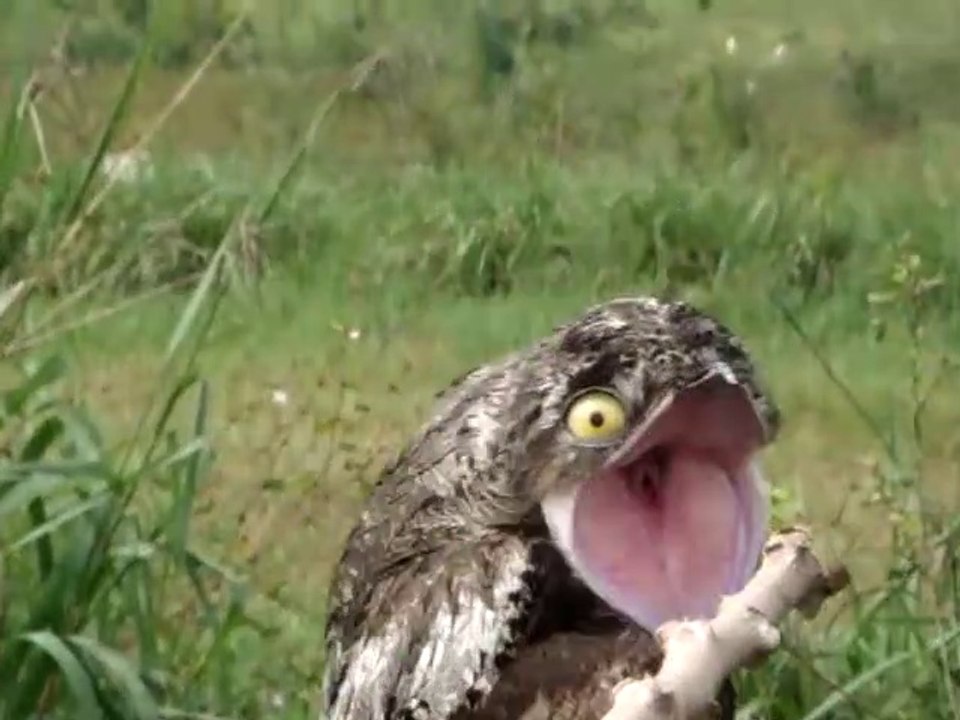 Mais quel est cet animal mystérieux