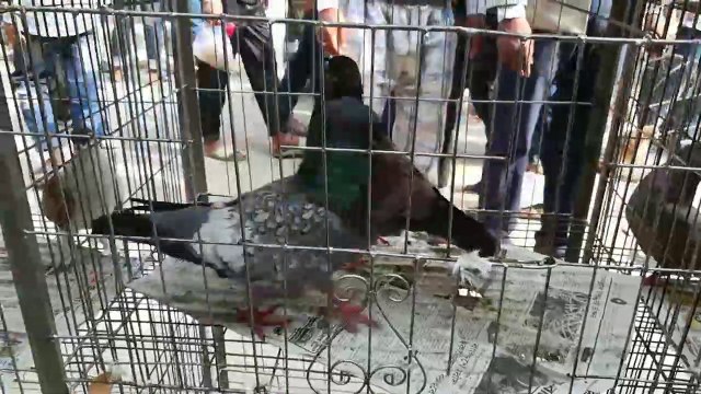 Pigeons Market Video Mirpur Dhaka Bangladesh 2020