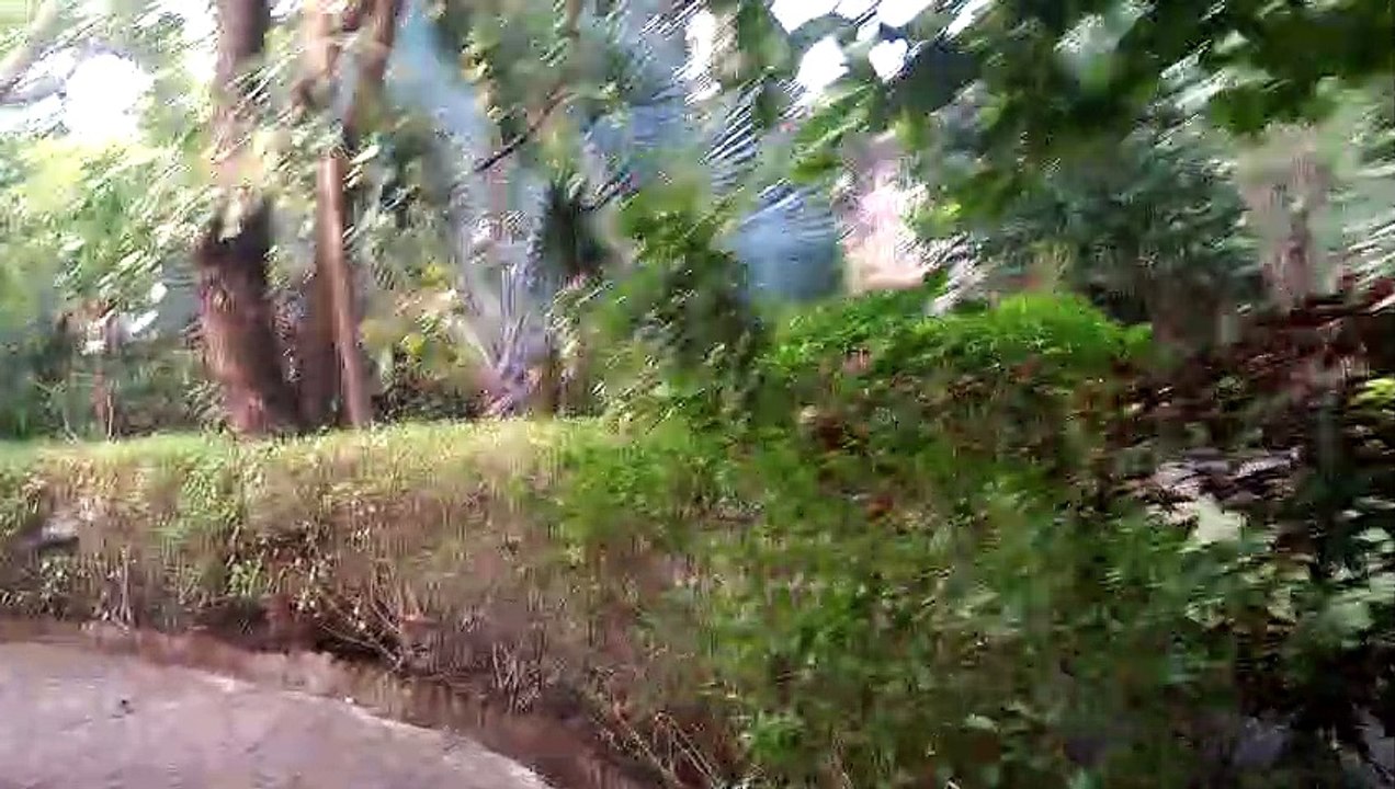 FERN GIR FOREST RESORT INTRO : BIRDS