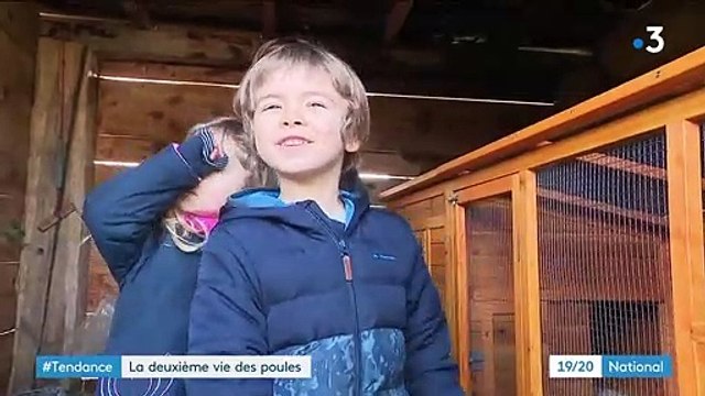 #Tendance : adopter des poules pondeuses dans son jardin