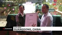 Baby panda Guoqing celebrates 100 days
