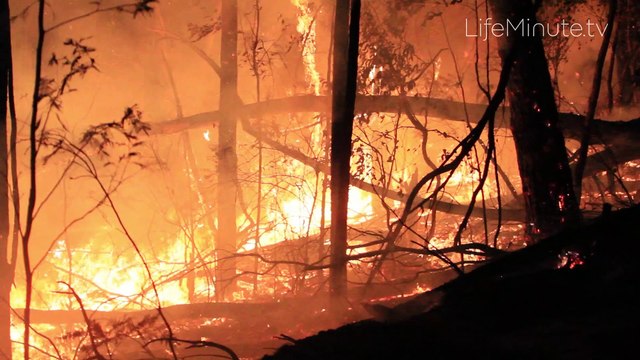 An Estimated 600 Million Animals Including 80% of Koalas Impacted by Australia's Devastating Wildfires
