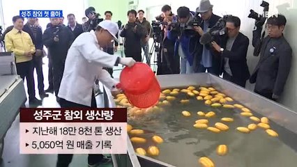 "달콤한 참외 드세요"…성주 참외 첫 출하