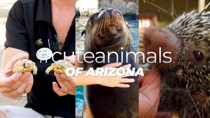 #cuteanimals of Arizona at Wildlife World Zoo Part 2