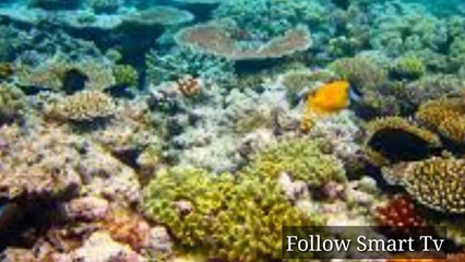 The Great Barrier Reef