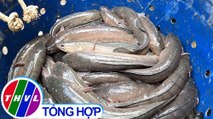 Nông nghiệp bền vững: HTX thủy sản Phú Thành nâng cao hiệu quả nuôi cá lóc