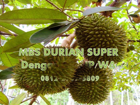 GROSIR, WA 0812-2707-5809, Bibit Durian Alasmalang Kalimantan Barat