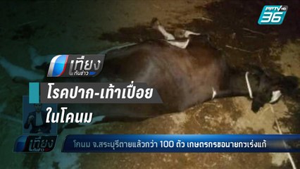 โคนมสระบุรี ตายแล้วกว่า 100 ตัว จากโรคปาก-เท้าเปื่อย พบระบาดกว่า 100 ฟาร์ม - เที่ยงทันข่าว