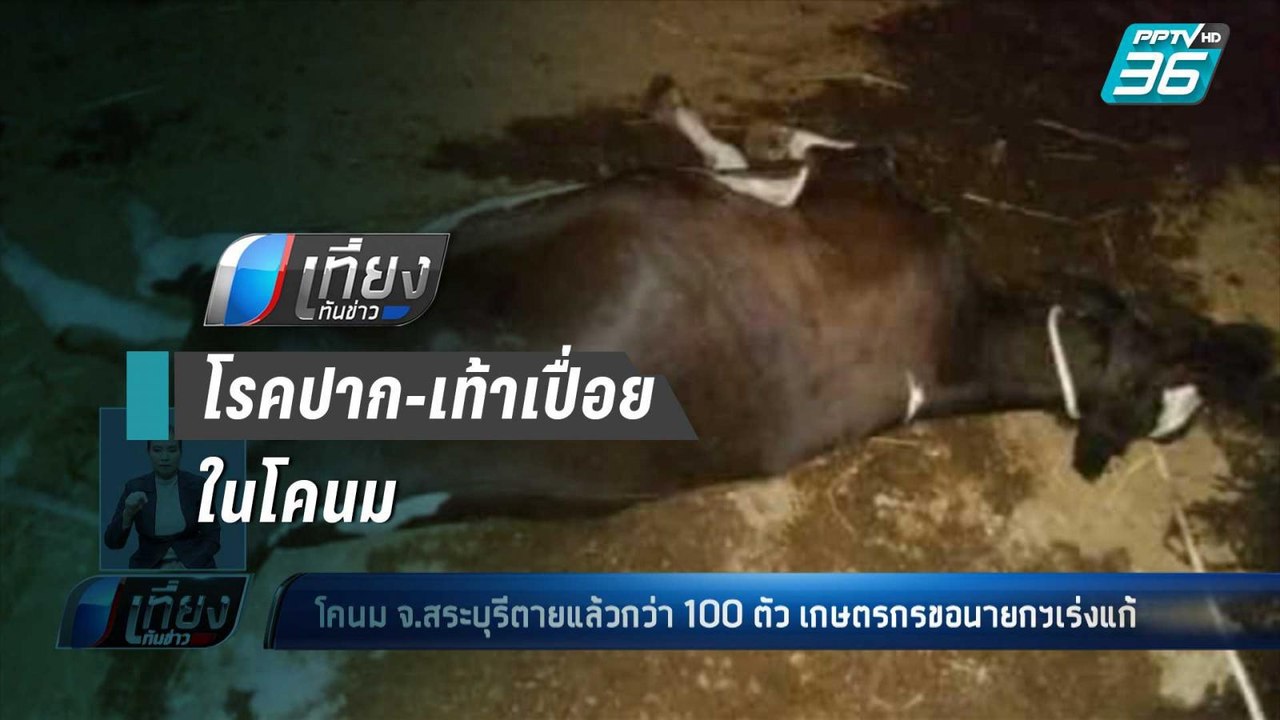 โคนมสระบุรี ตายแล้วกว่า 100 ตัว จากโรคปาก-เท้าเ...