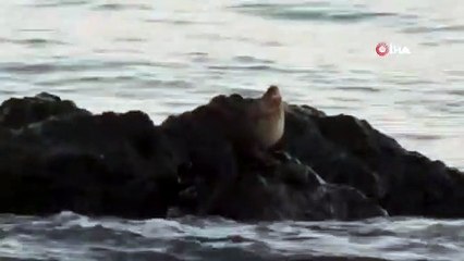 Marmara Denizi'nde su samuru heyecanı