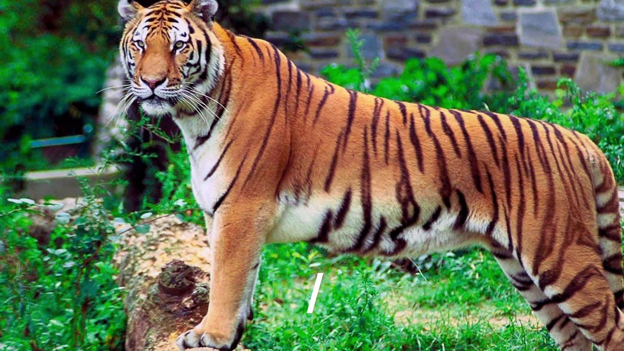 "SUNDARBAN NATIONAL PARK" Top 10 Tourist Places | Sundarban Tourism | WEST BENGAL | INDIA