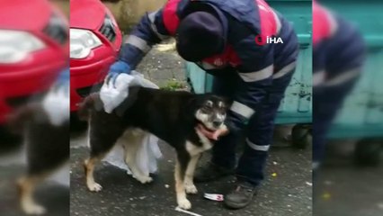 Temizlik işçisi yağmurdan ıslanan köpeği kuruladı...İşte yüreği ısıtan o anlar