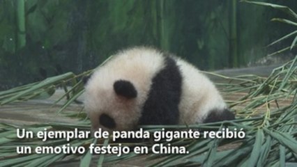 Con un emotivo festejo celebran los primeros cien días de un panda en China