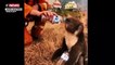Incendies en Australie : Des cagnottes en ligne, soutenues par de nombreuses personnalités, ont permis de récolter des millions d’euros pour sauver les koalas