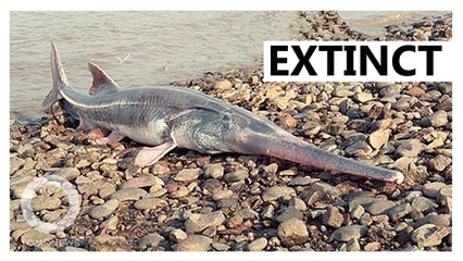 The Chinese paddlefish is extinct